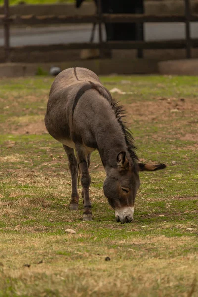 Dark gray donkey on green grass in cloudy summer hot day
