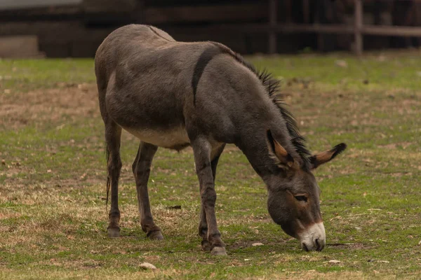 Dark gray donkey on green grass in cloudy summer hot day