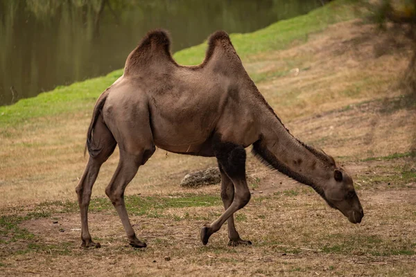 Brown Camel Dirty Floor Dark Summer Hot Cloudy Day — Stockfoto