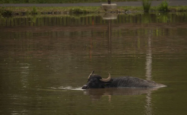 Water buffalo near dark dirty lake in cloudy summer hot day