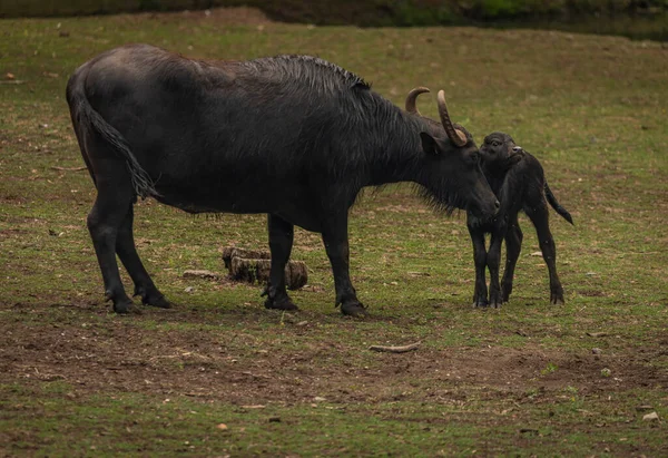 Water buffalo near dark dirty lake in cloudy summer hot day