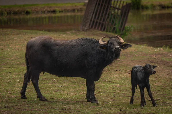 Water buffalo near dark dirty lake in cloudy summer hot day