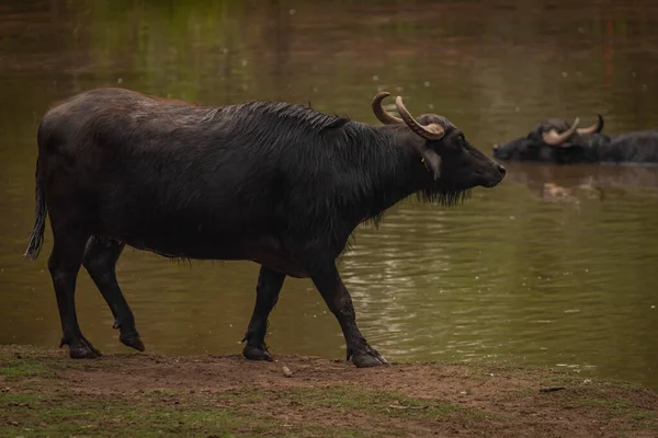 Water buffalo near dark dirty lake in cloudy summer hot day