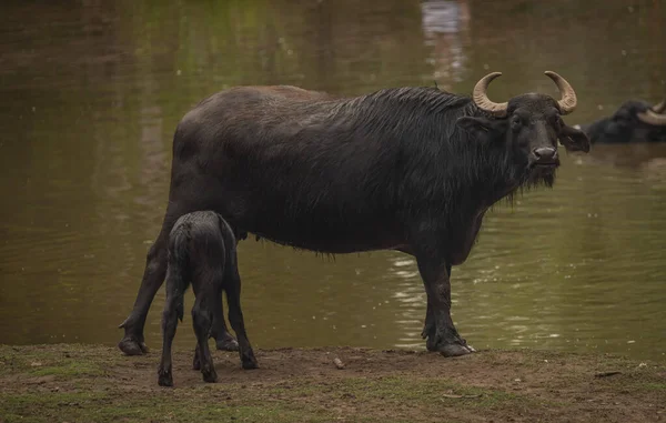 Water buffalo near dark dirty lake in cloudy summer hot day