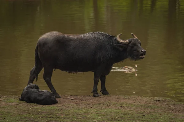 Water buffalo near dark dirty lake in cloudy summer hot day