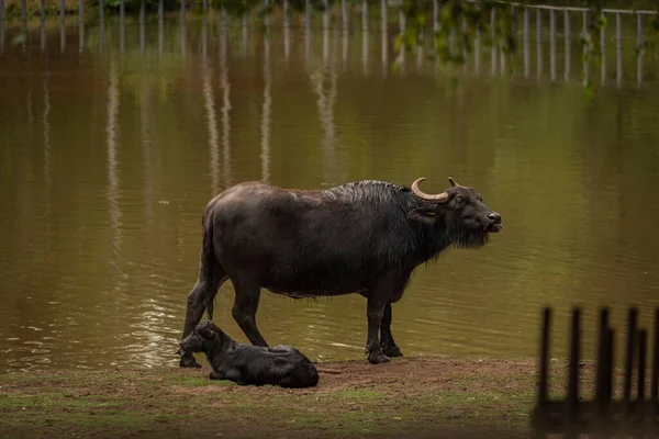 Water buffalo near dark dirty lake in cloudy summer hot day