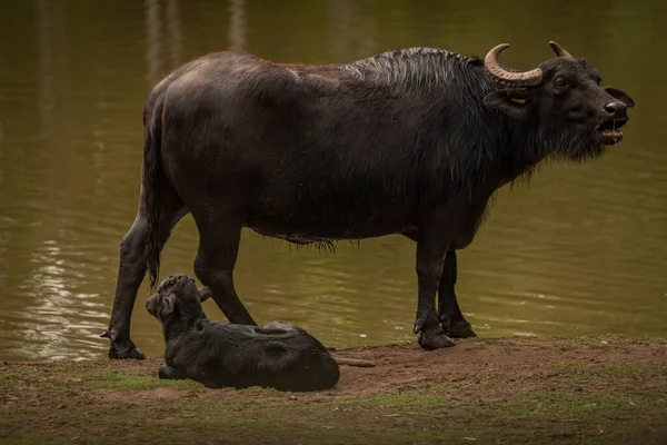 Water buffalo near dark dirty lake in cloudy summer hot day