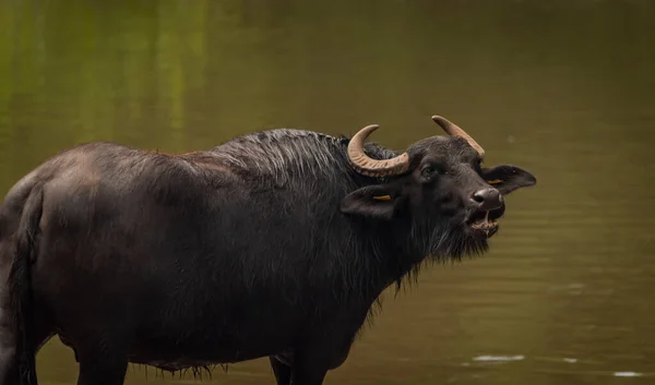 Water buffalo near dark dirty lake in cloudy summer hot day