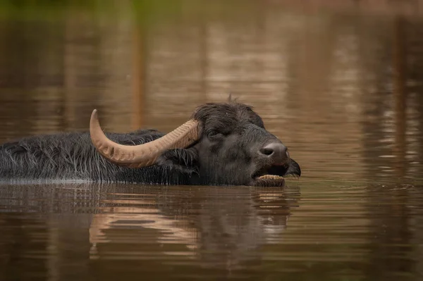 Water buffalo near dark dirty lake in cloudy summer hot day