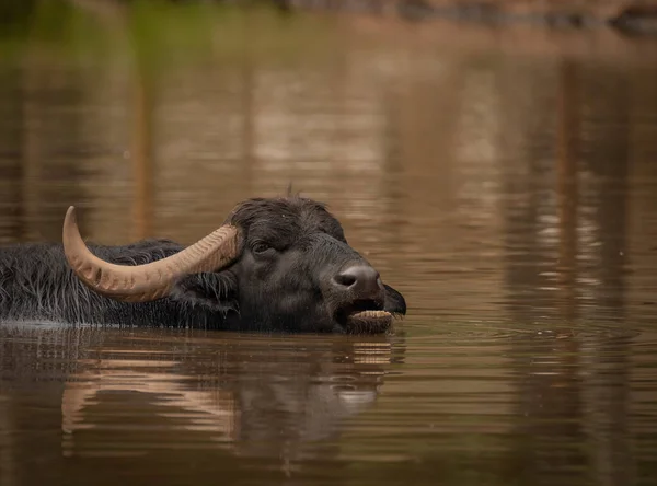 Water buffalo near dark dirty lake in cloudy summer hot day