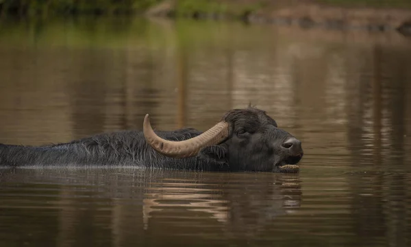 Water buffalo near dark dirty lake in cloudy summer hot day