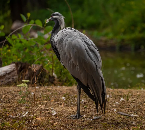 Gray Heron Green Lake Summer Sunny Hot Day — Zdjęcie stockowe