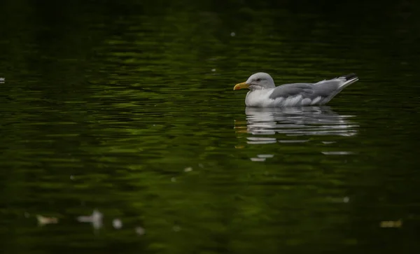 Sea Gulls Green Lake Summer Hot Sunny Day — Photo