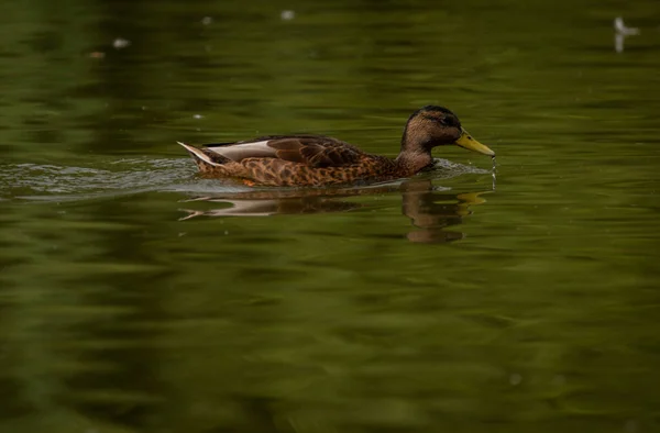 Brown Duck Dirty Water Lake Summer Dry Hot Day — Fotografia de Stock