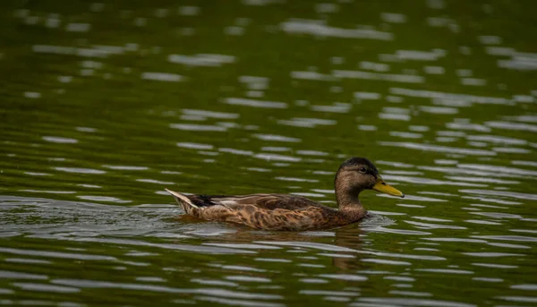 Brown Duck Dirty Water Lake Summer Dry Hot Day — Photo