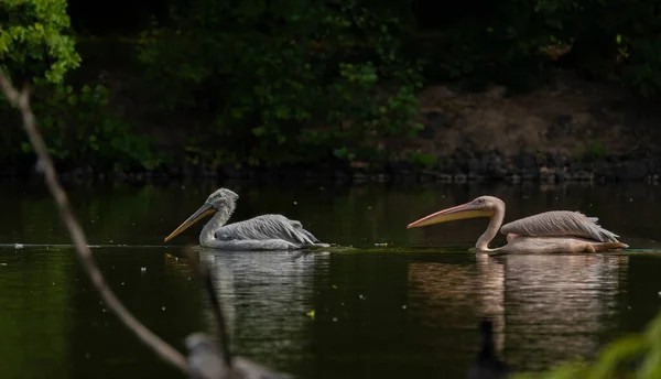 Orange Pink Whiite Pelican Green Lake Sunny Summer Hot Day — Stockfoto