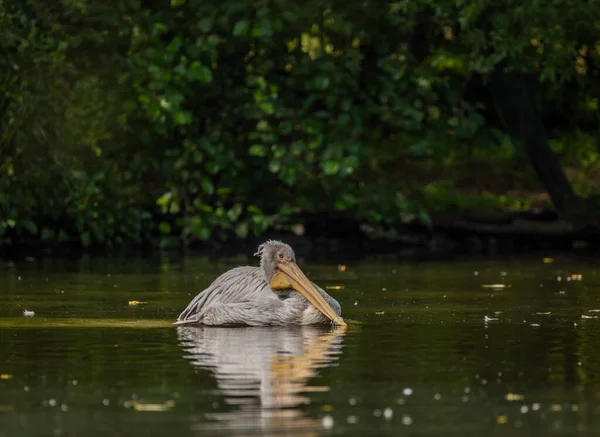 Orange Pink Whiite Pelican Green Lake Sunny Summer Hot Day — Stockfoto