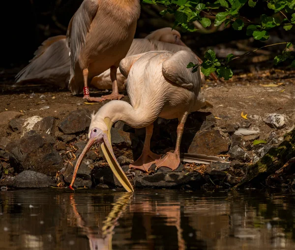 Orange pink whiite pelican near green lake in sunny summer hot day
