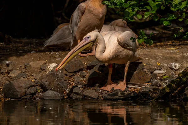 Orange pink whiite pelican near green lake in sunny summer hot day