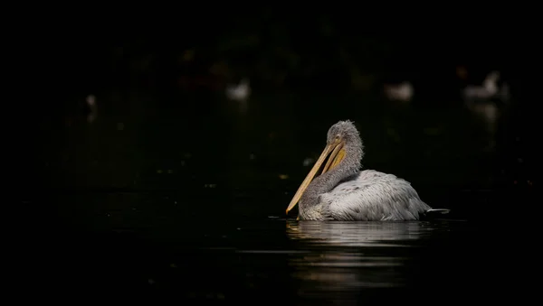 Orange Pink Whiite Pelican Green Lake Sunny Summer Hot Day — Foto de Stock