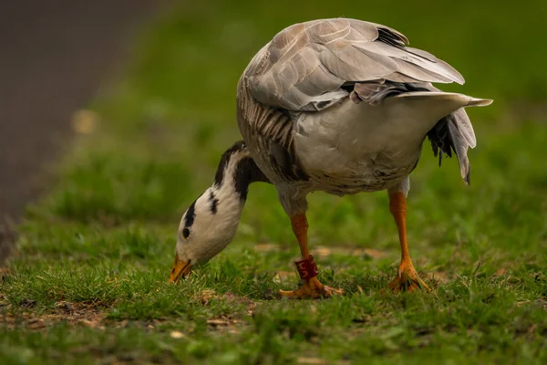 White special duck near dirty water lake in summer dry hot day