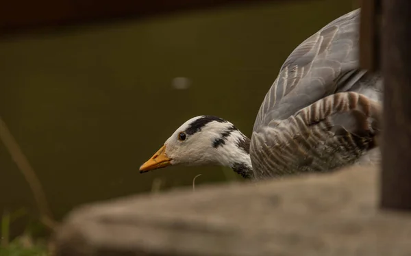 White Special Duck Dirty Water Lake Summer Dry Hot Day — 스톡 사진