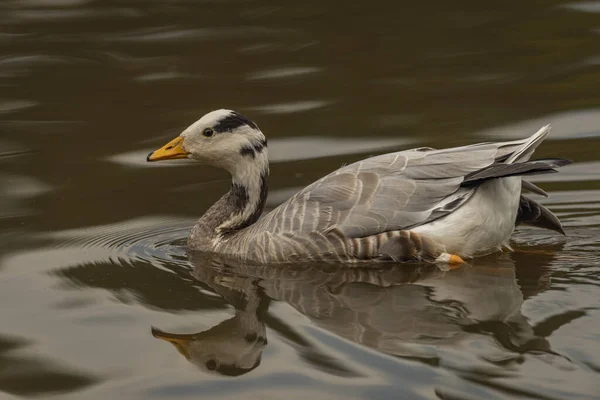 White Special Duck Dirty Water Lake Summer Dry Hot Day — Fotografia de Stock