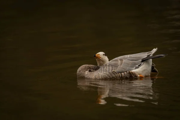 White Special Duck Dirty Water Lake Summer Dry Hot Day — Fotografia de Stock