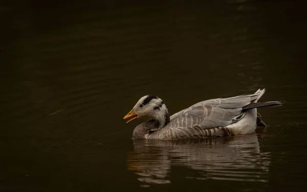 White Special Duck Dirty Water Lake Summer Dry Hot Day — Stockfoto