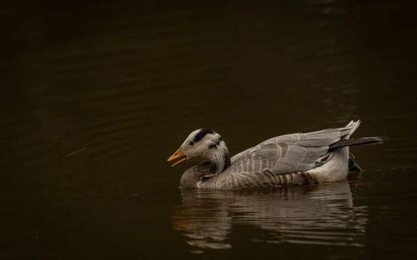 White Special Duck Dirty Water Lake Summer Dry Hot Day — Stock Fotó