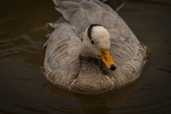 White Special Duck Dirty Water Lake Summer Dry Hot Day — Zdjęcie stockowe