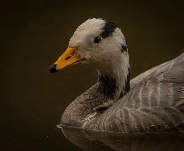 White special duck near dirty water lake in summer dry hot day