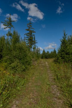Path in Vysoke Tatry mountains with green trees and blue sky