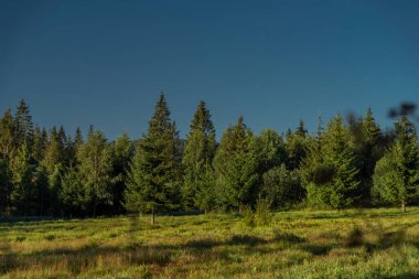 Summer Slovakia morning with blue sky and green fresh forest