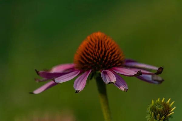 Echinacea Flower Bloom Summer Hot Color Fresh Evening Green Background — Stockfoto