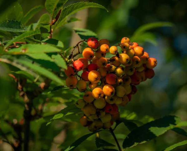 Rowanberry Fruit Summer Tree Green Fresh Leafs — Stockfoto