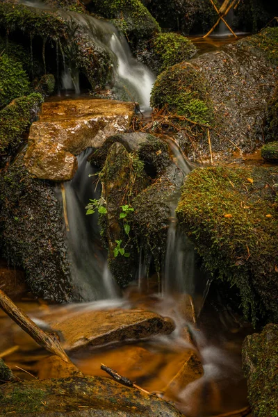 Glinna creek in national park in Poland mountains in summer green day