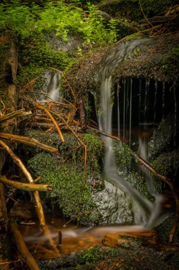 Glinna creek in national park in Poland mountains in summer green day