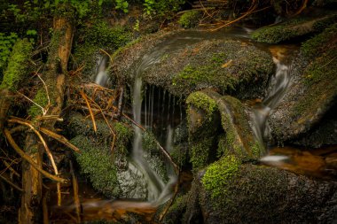 Glinna creek in national park in Poland mountains in summer green day
