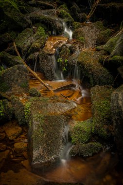 Glinna creek in national park in Poland mountains in summer green day