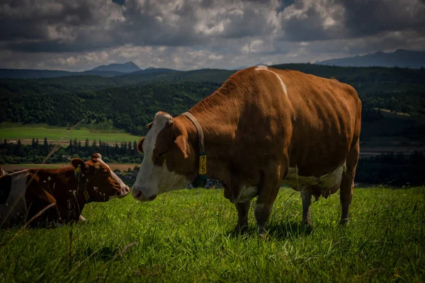 Color Cow Green Grass Slovakia Mountains Summer — Fotografia de Stock