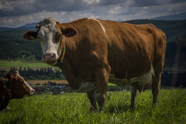Color Cow Green Grass Slovakia Mountains Summer —  Fotos de Stock