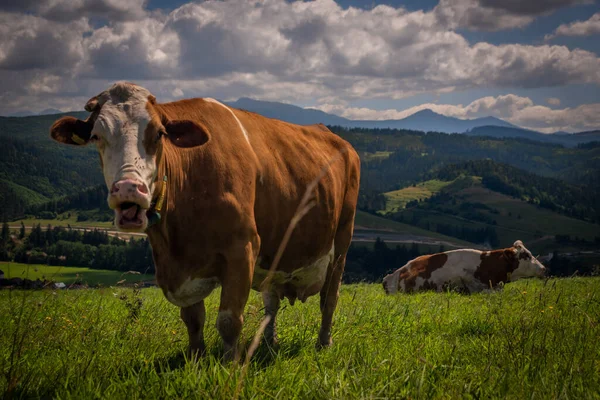 Color Cow Green Grass Slovakia Mountains Summer — Fotografia de Stock