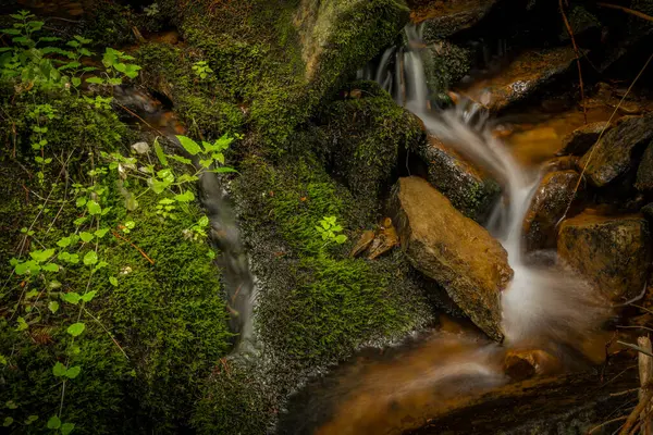 Glinna Creek National Park Poland Mountains Summer Green Day — Stockfoto