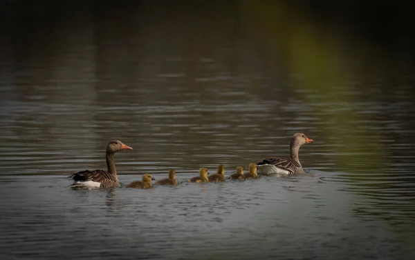 在俄斯特拉发市附近的池塘里和父母在一起的可爱的小鹅 — 图库照片