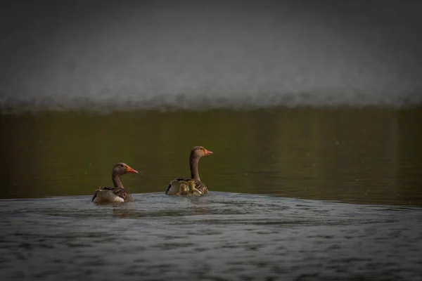 Small Nice Geese Parents Pond Ostrava City — Zdjęcie stockowe