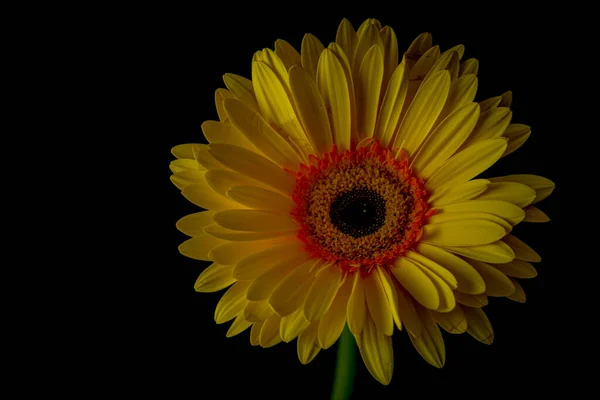 Yellow Gerbera Daisy Bloom Dark Black Background — Stok fotoğraf