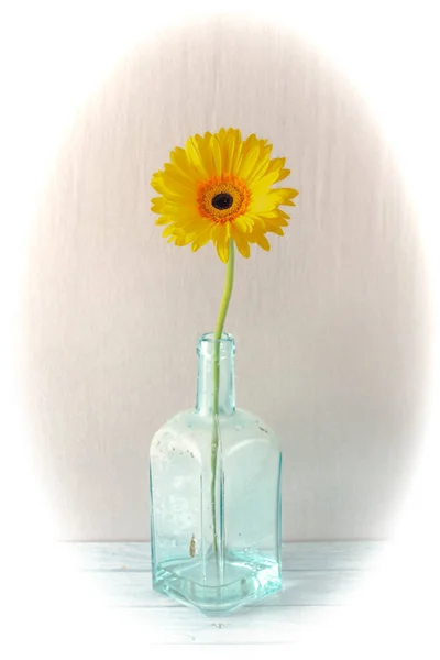 Yellow Gerbera Daisy Bloom White Background Light Blue Bottle — Stok fotoğraf