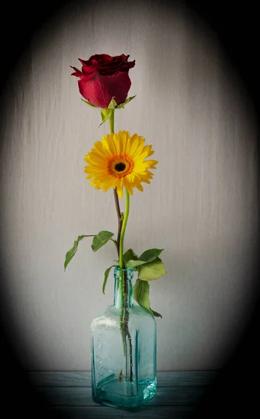 Yellow Gerbera Daisy Red Rose Bloom White Background Light Blue — Fotografia de Stock
