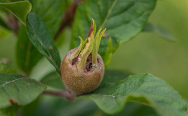 Medlar fruit on tree with fresh green leafs in middle of hot summer